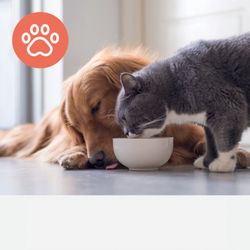 Filtro HEPA per animali domestici (medio)